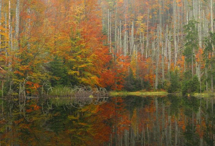 Waldseestimmung