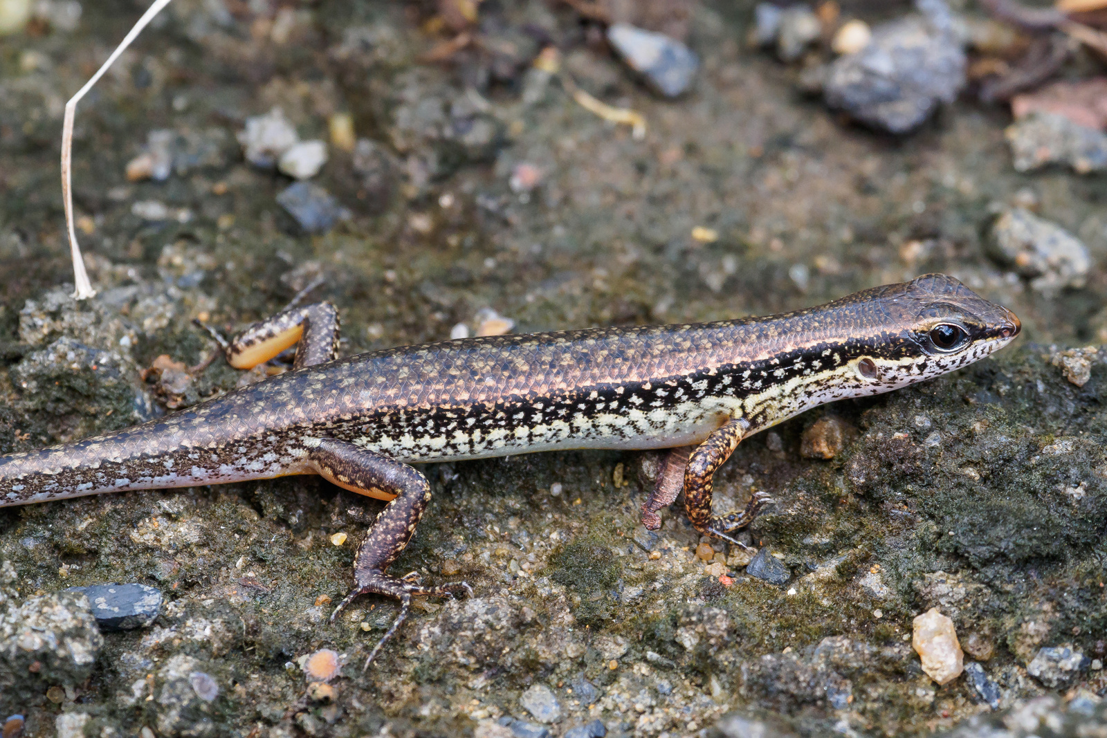 Waldskink