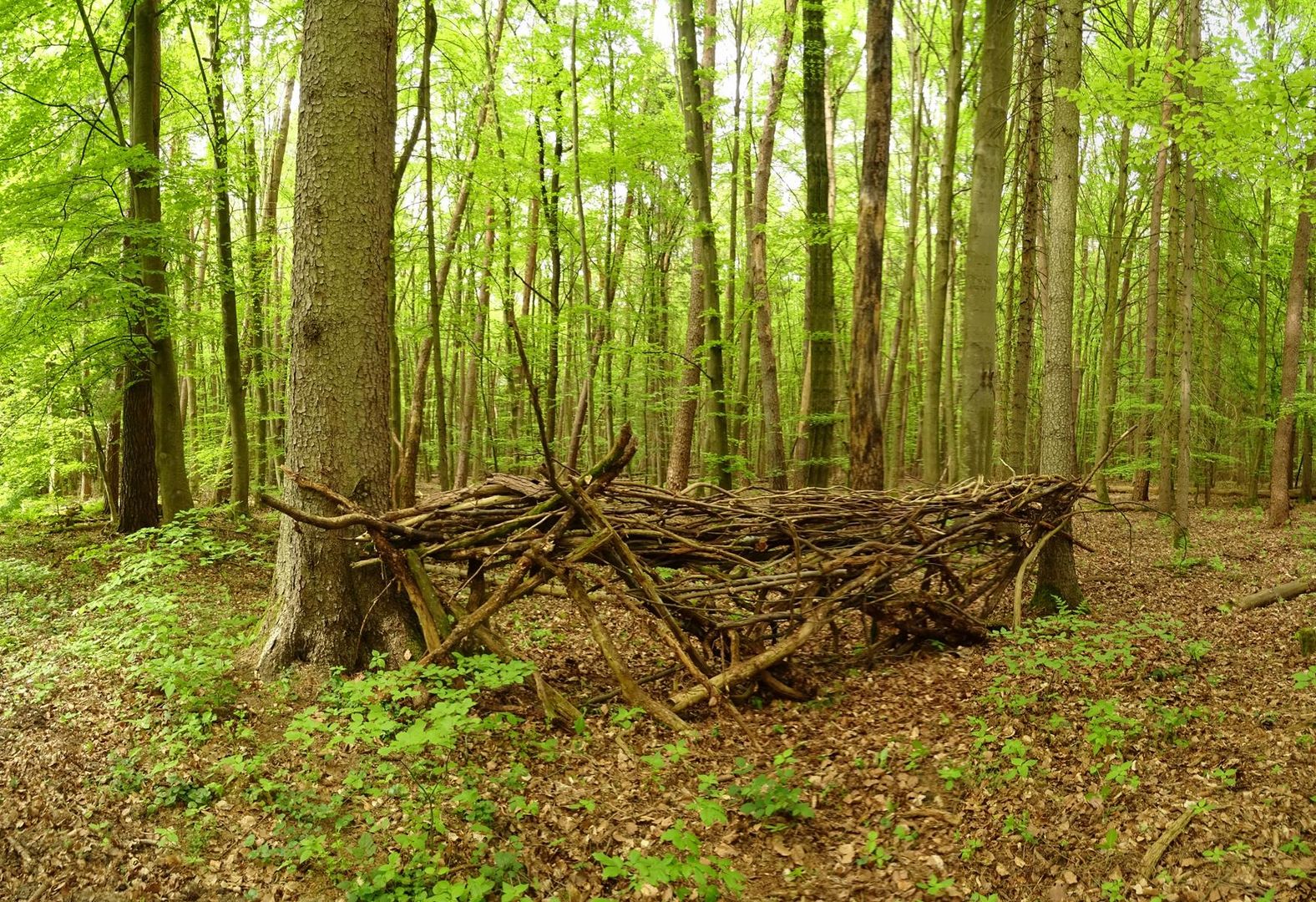 Waldskulotur neu 