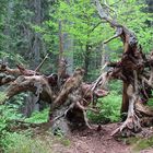 Waldskulpturen