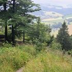 "Waldsofa" im Hochsauerland