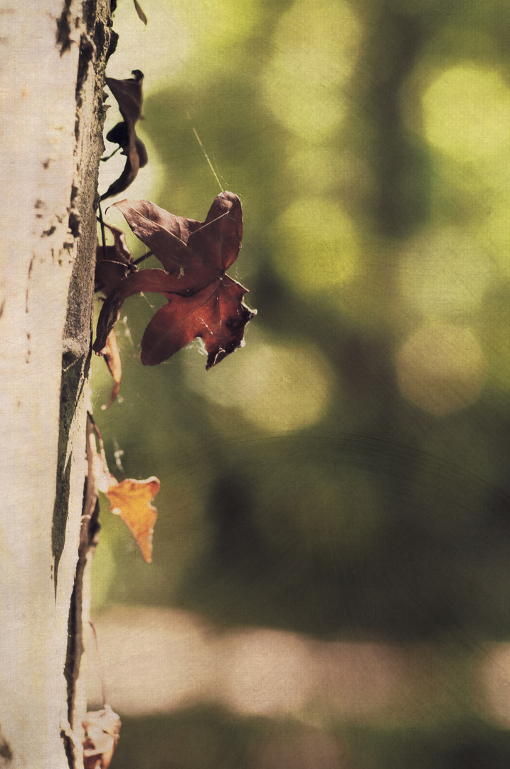 Waldsommer VI