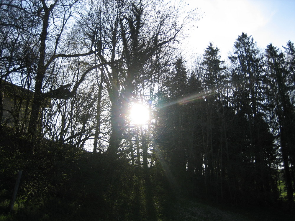 Waldsonne...oder Sonnenwald?