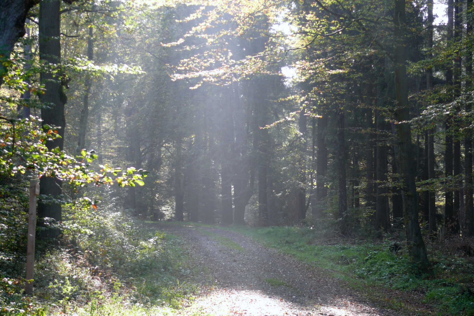 Waldsparziergang