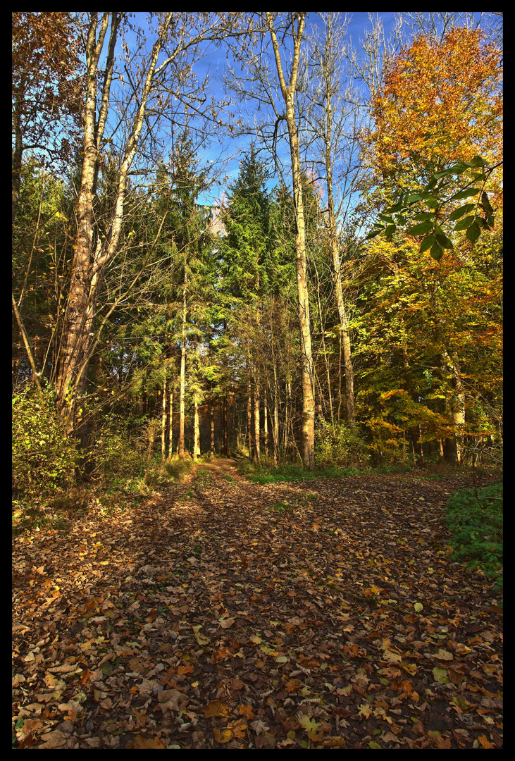 Waldsparziergang im Herbst 