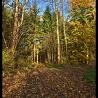 Waldsparziergang im Herbst 