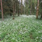 Waldspatziergang