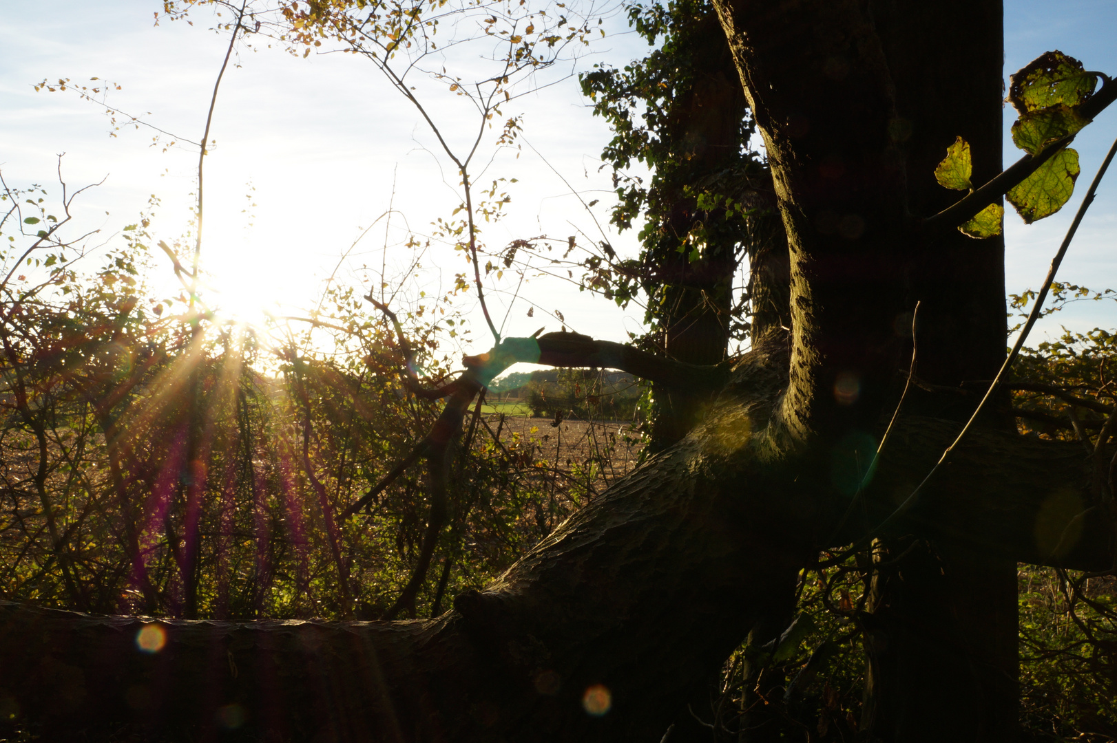 Waldspatziergang in der Abendsonne 2