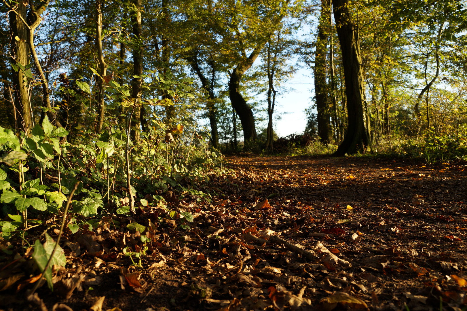 Waldspatziergang in der Abendsonne