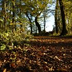 Waldspatziergang in der Abendsonne