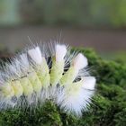 Waldspaziergänge bieten immer etwas Interessantes