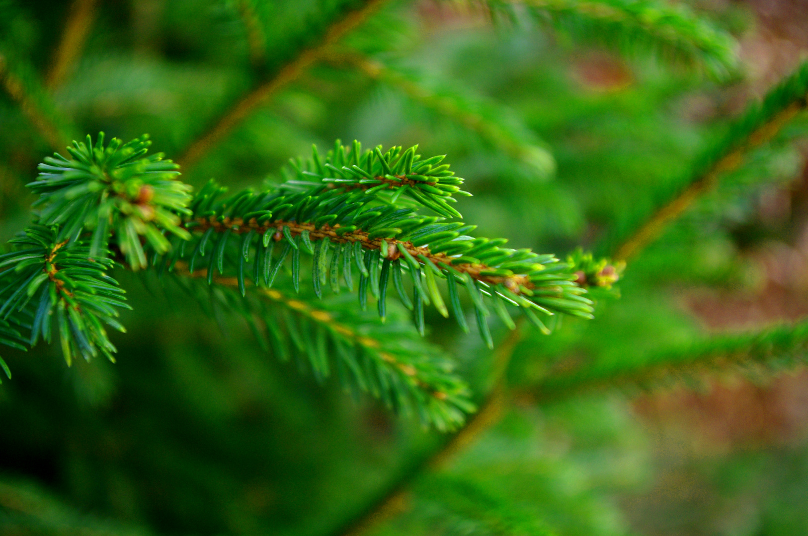 Waldspaziergänge - pieksige Angelegenheit