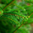 Waldspaziergänge - pieksige Angelegenheit