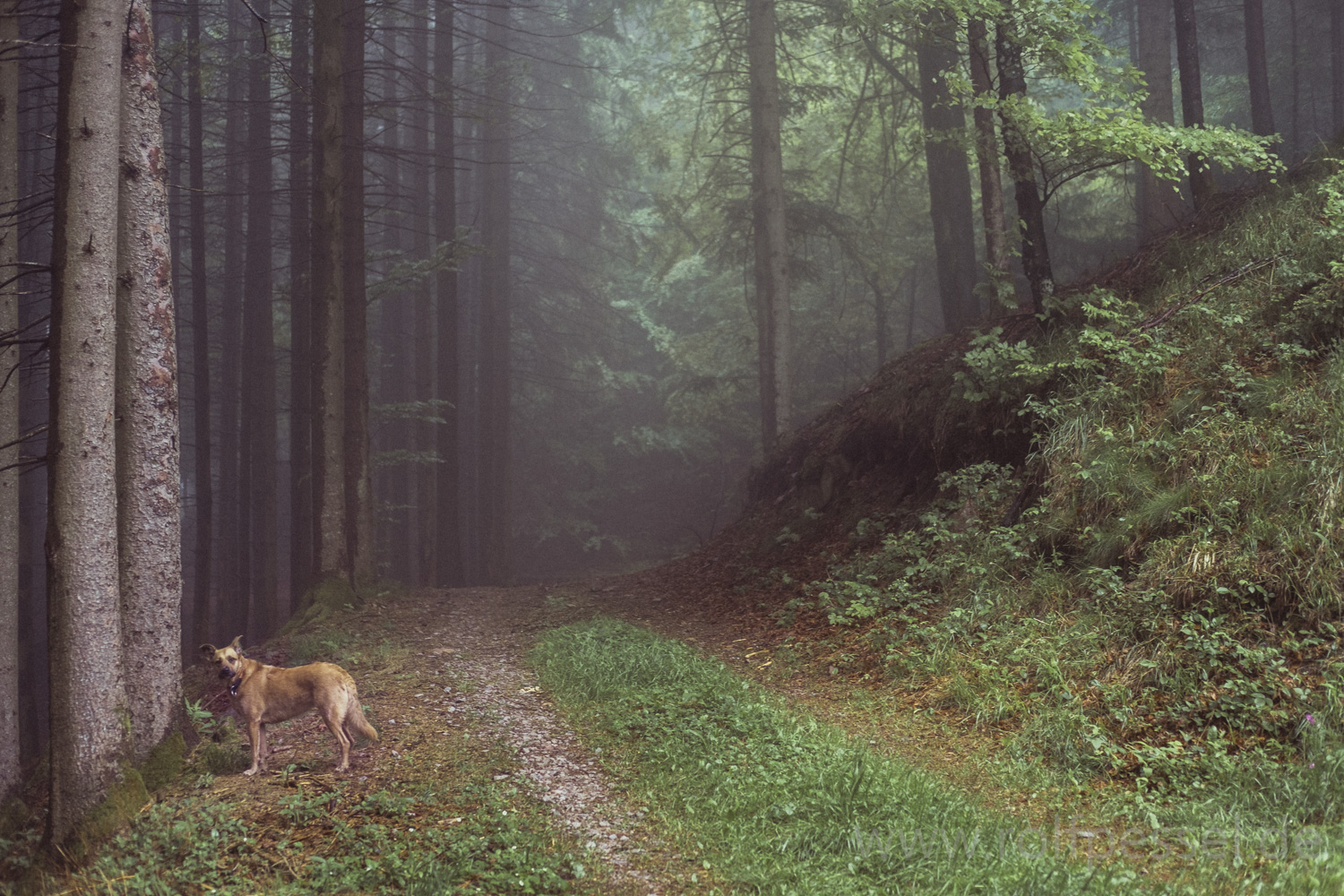 Waldspaziergan an Vatertag