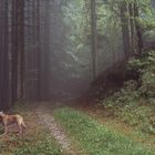 Waldspaziergan an Vatertag