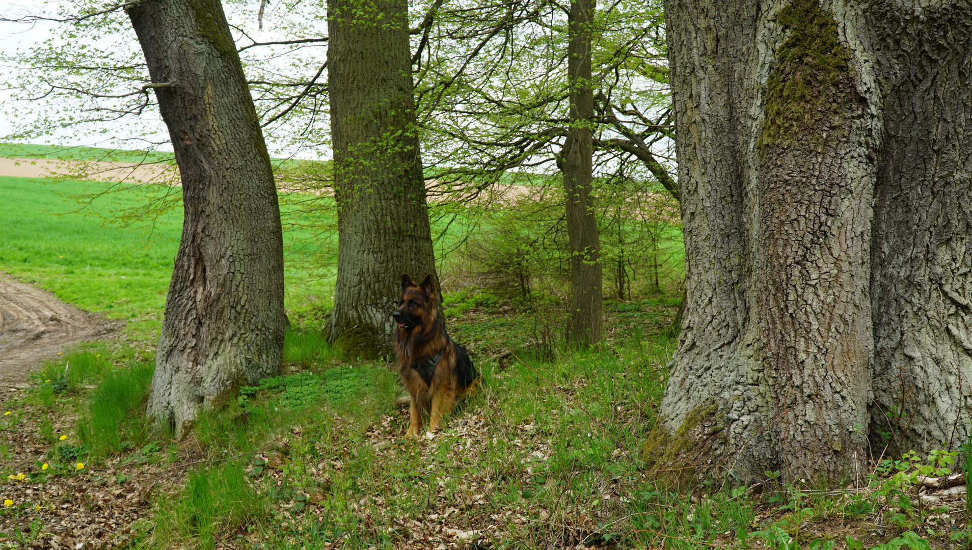 Waldspaziergang