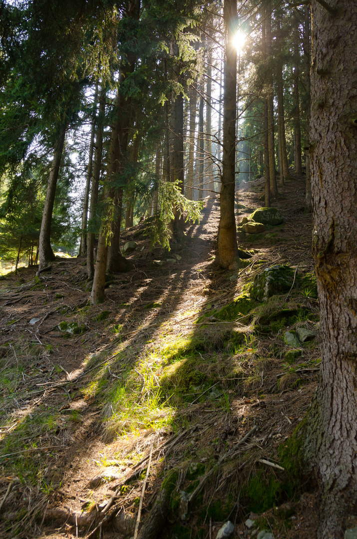 Waldspaziergang