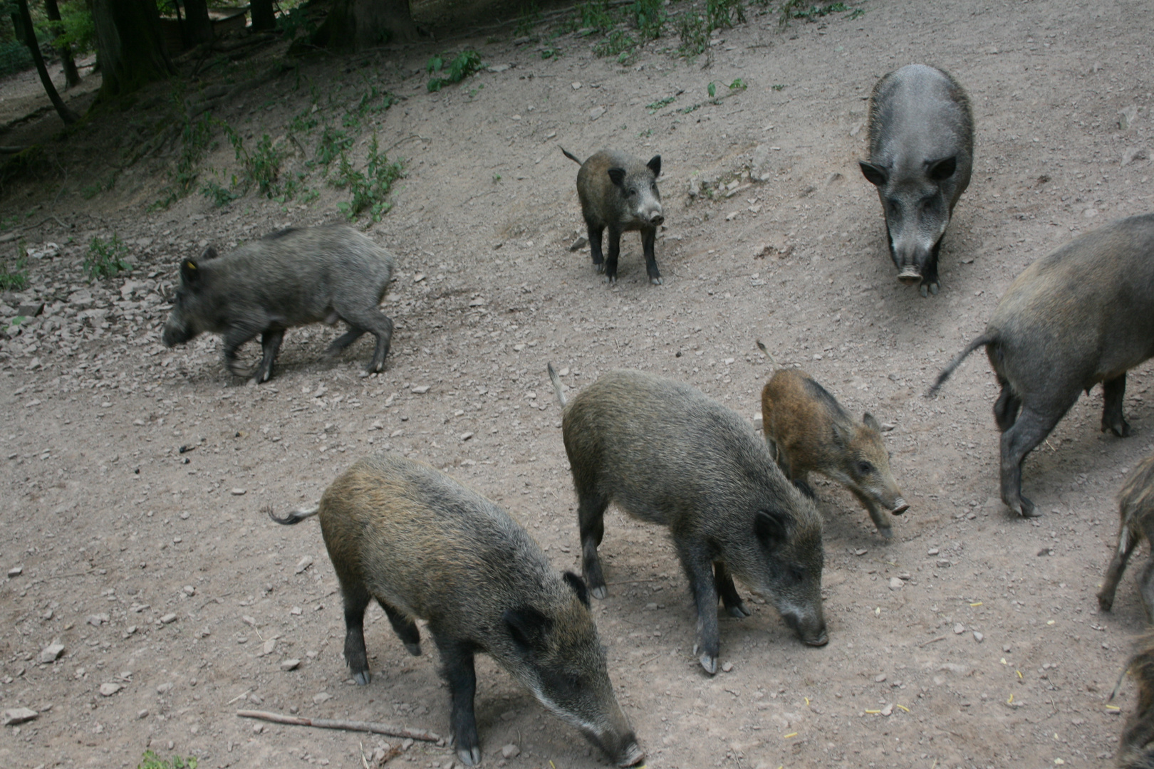 Waldspaziergang