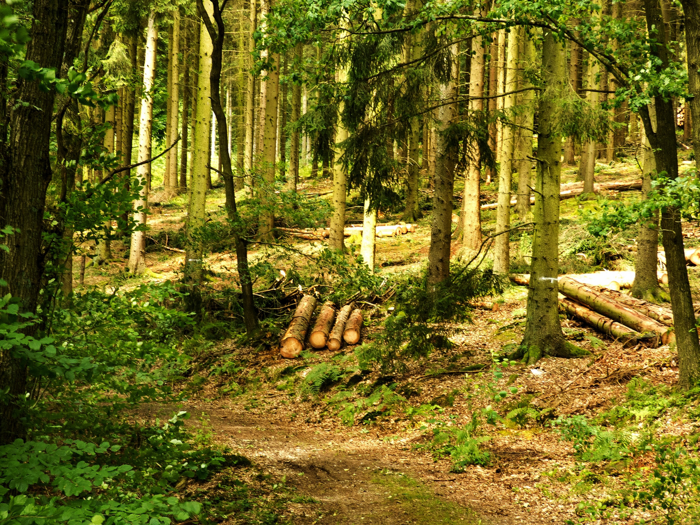 Waldspaziergang