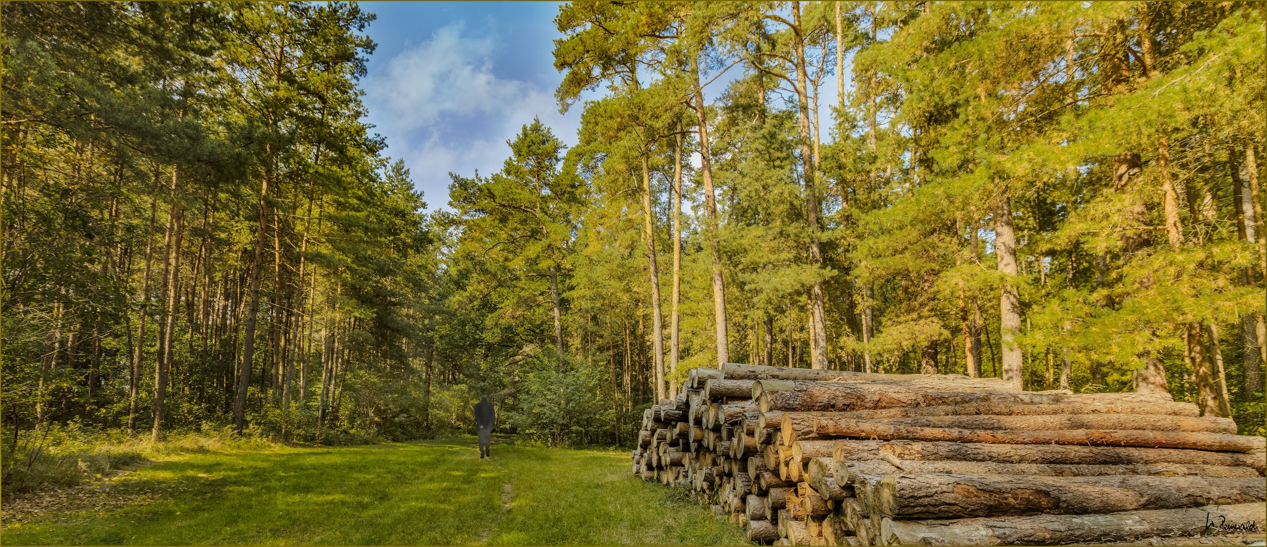 Waldspaziergang