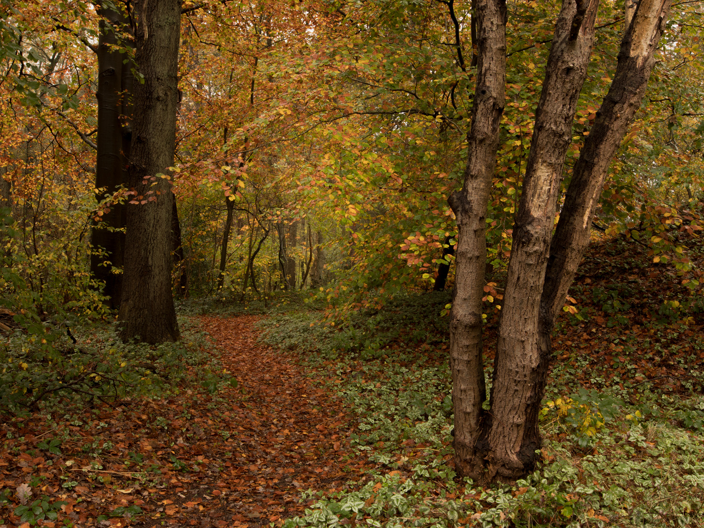 Waldspaziergang