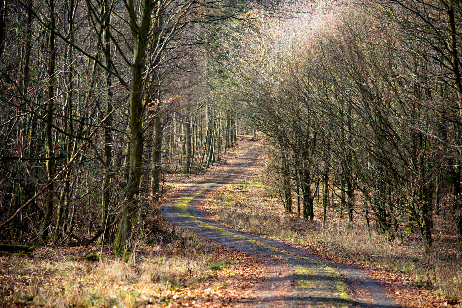 Waldspaziergang