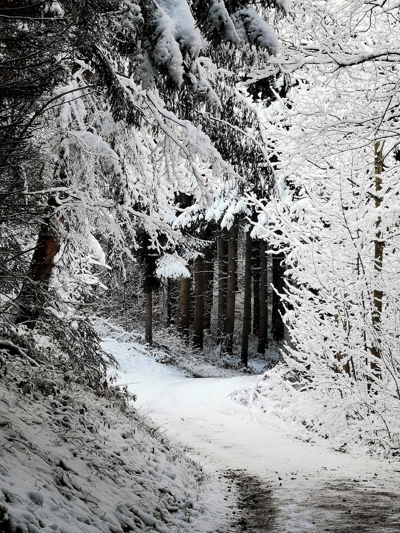 Waldspaziergang