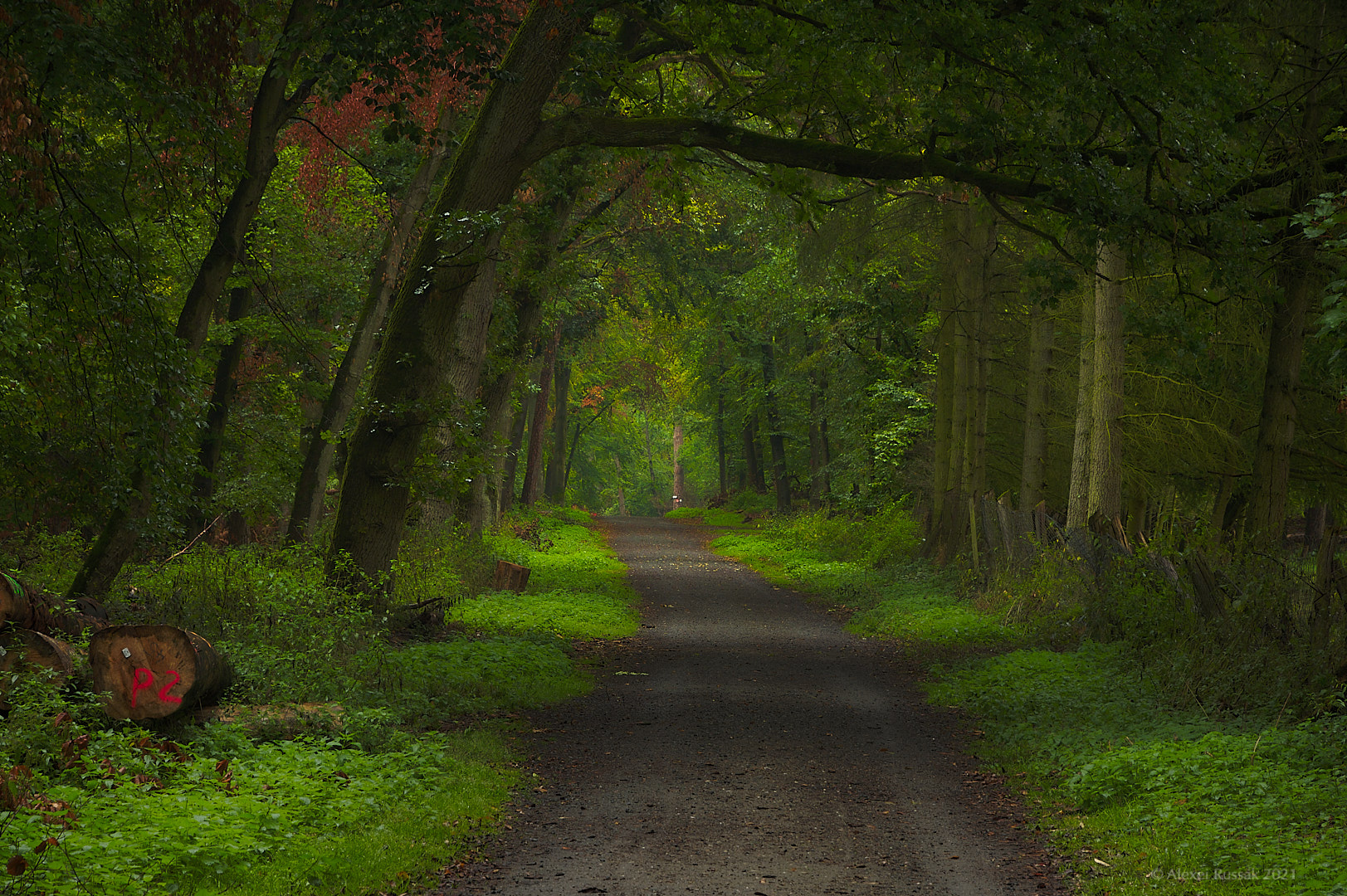 Waldspaziergang #1