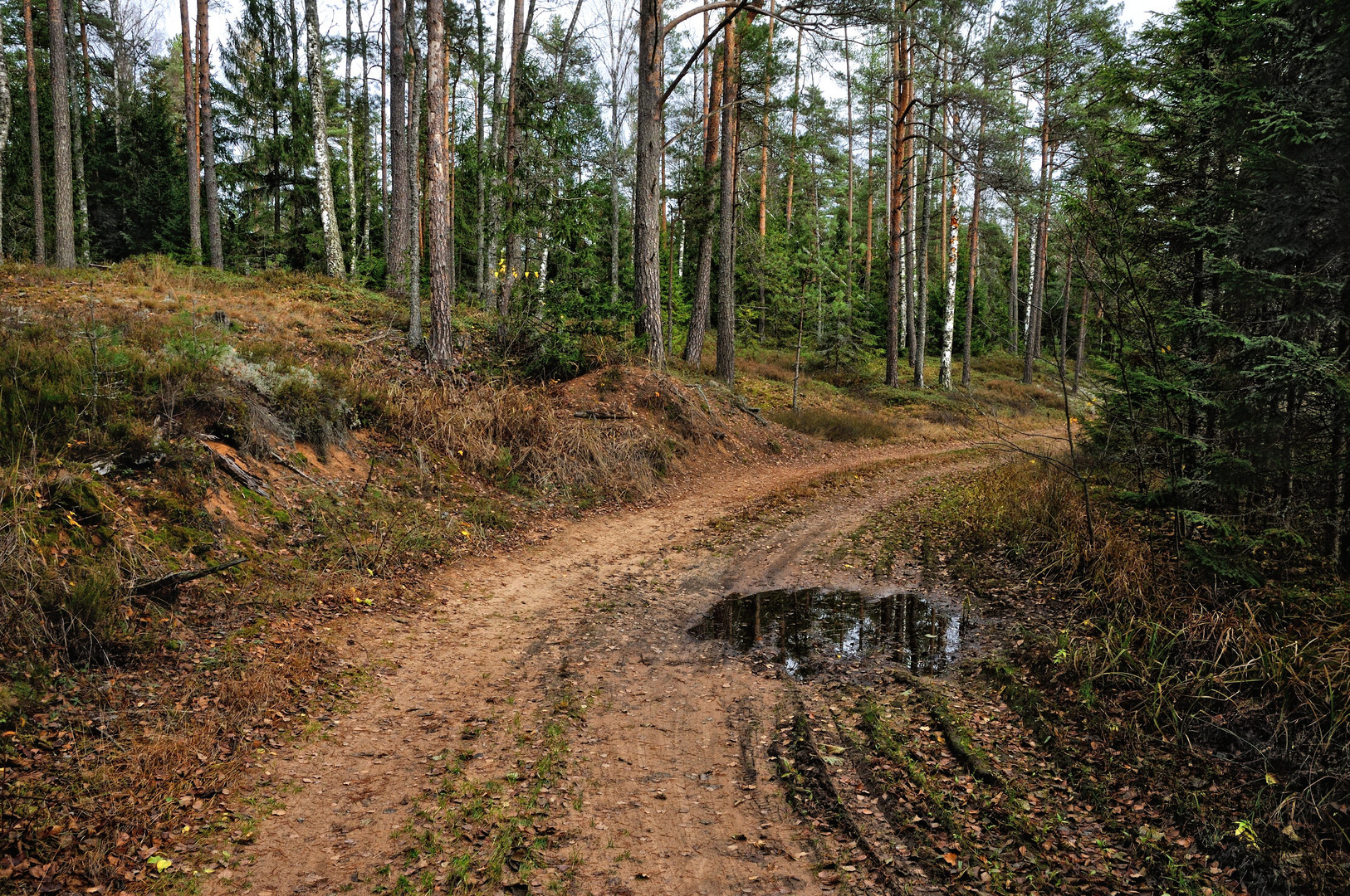 Waldspaziergang 1