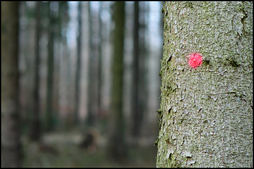 Waldspaziergang (1)