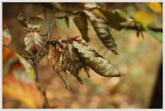 Waldspaziergang