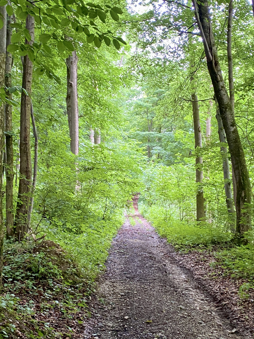 Waldspaziergang