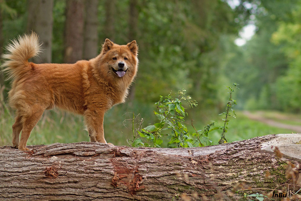 Waldspaziergang