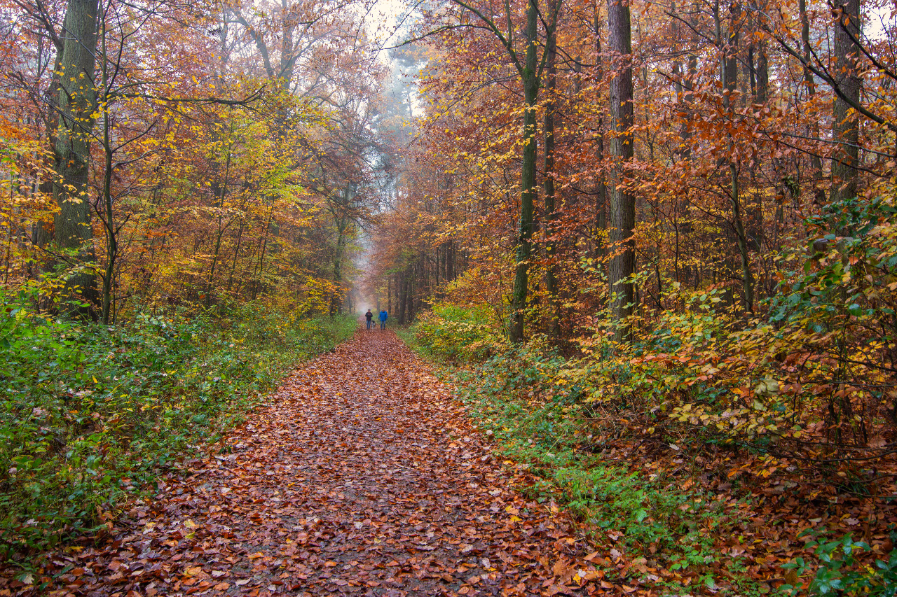 Waldspaziergang