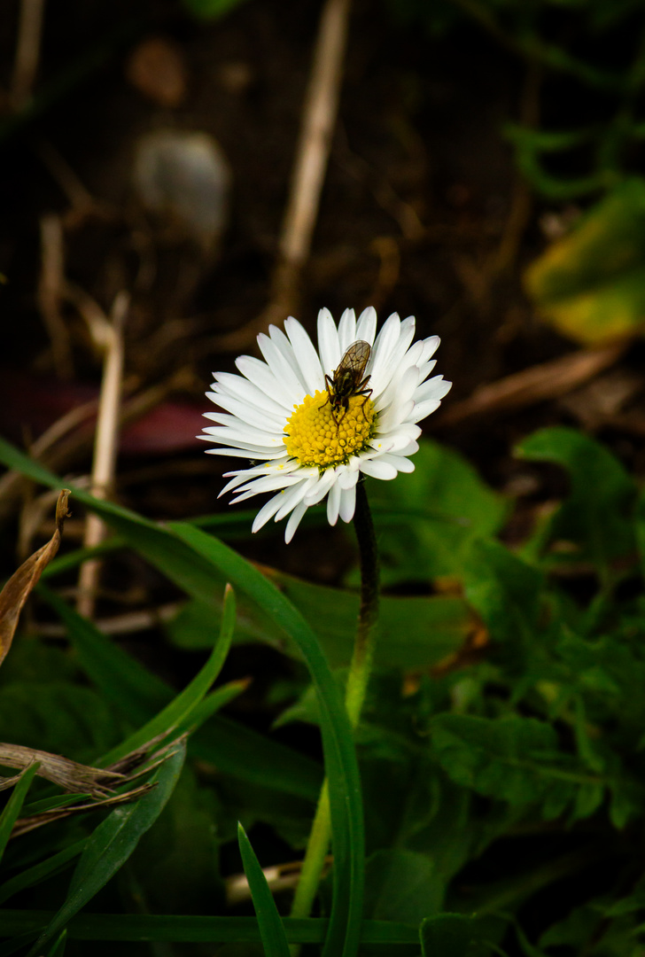 Waldspaziergang