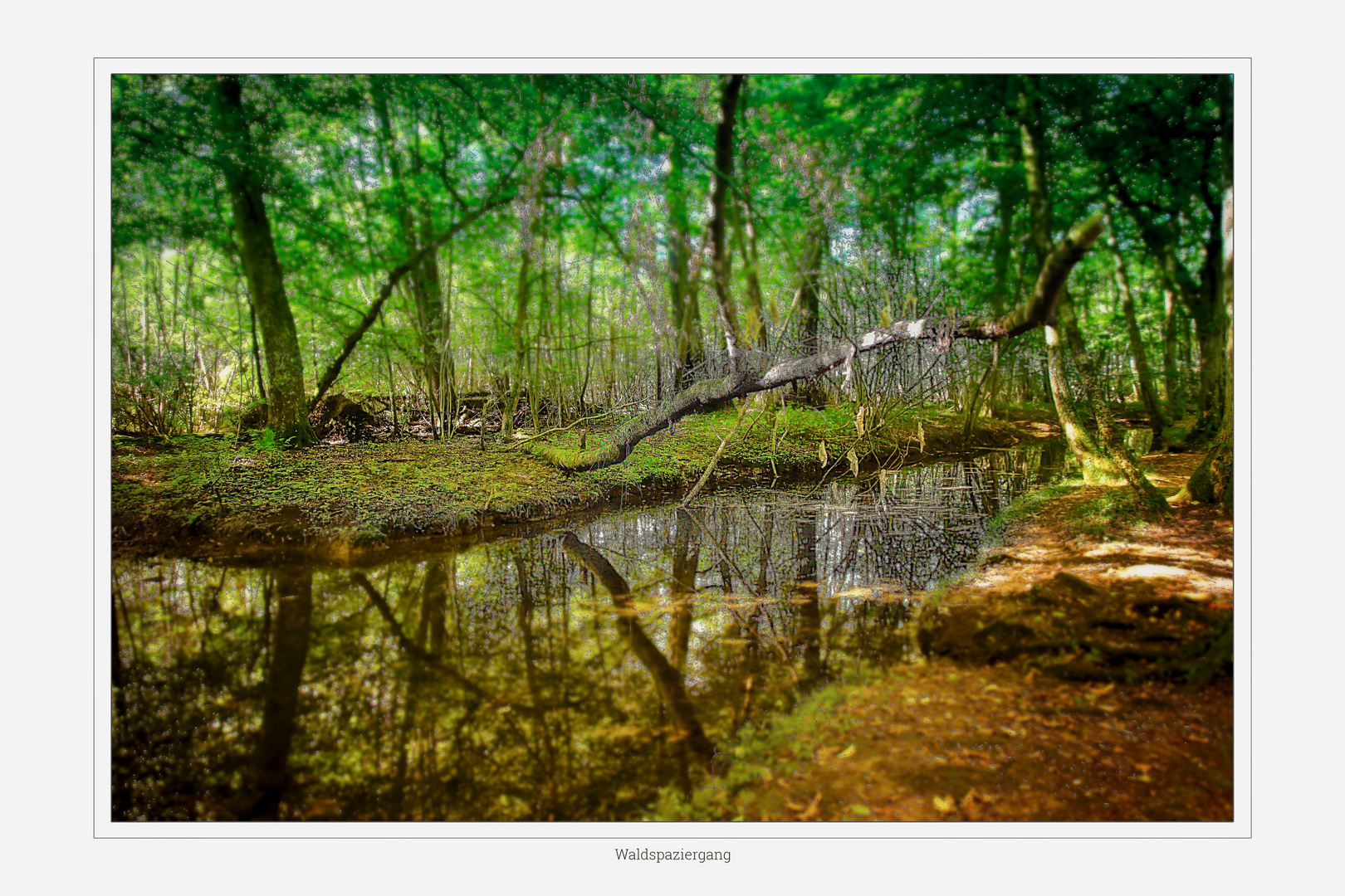 Waldspaziergang 