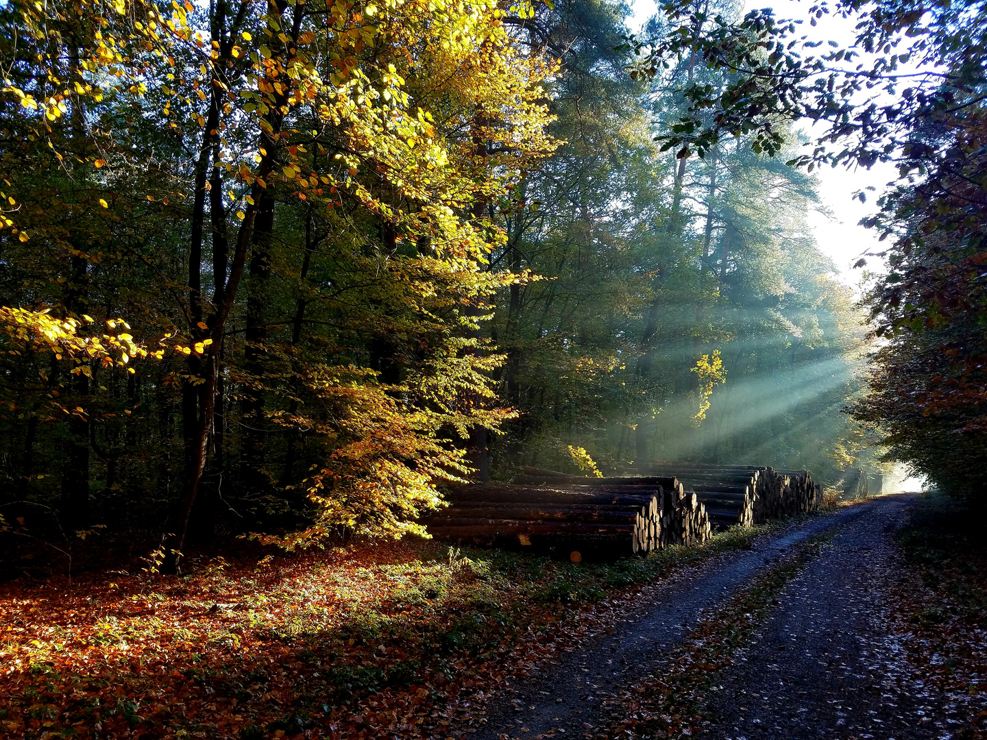 Waldspaziergang