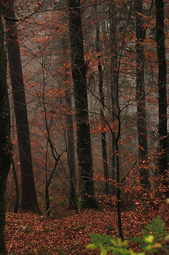 Waldspaziergang 2