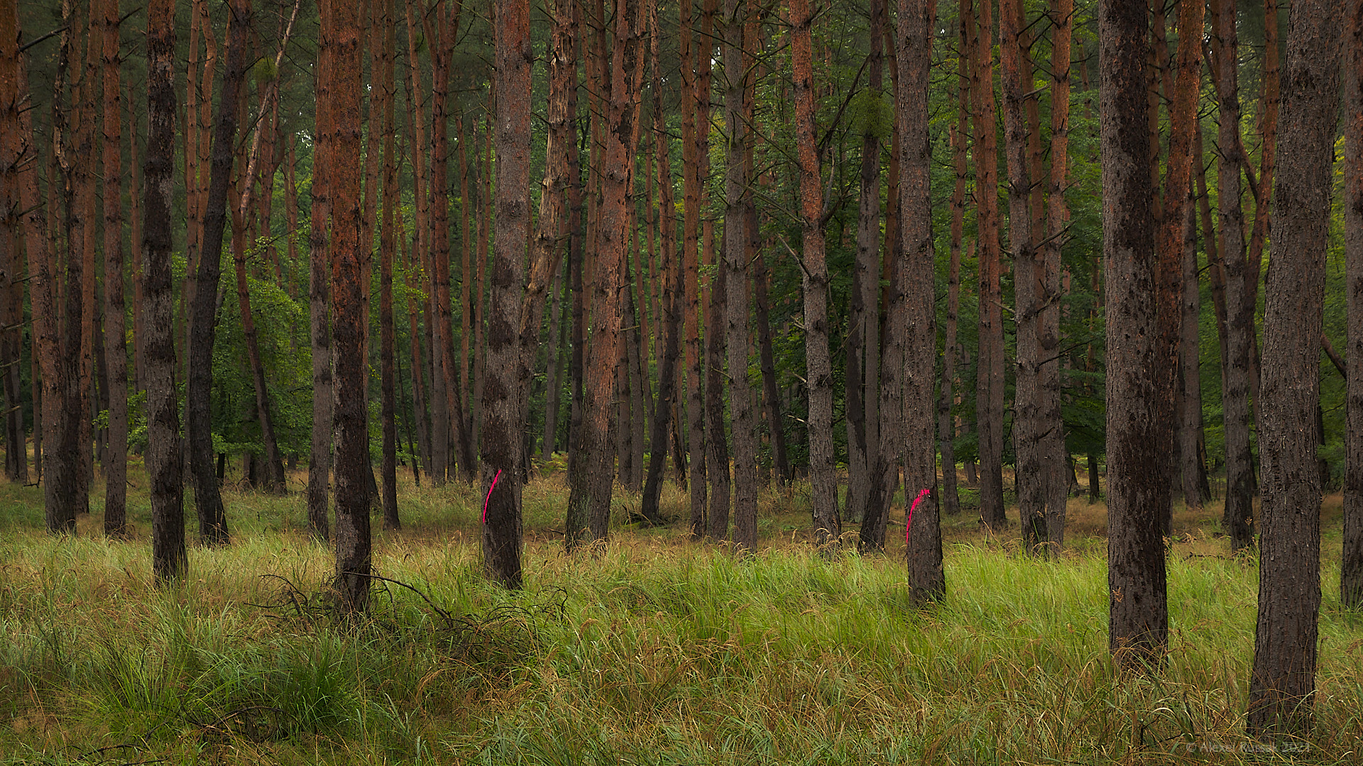 Waldspaziergang #2