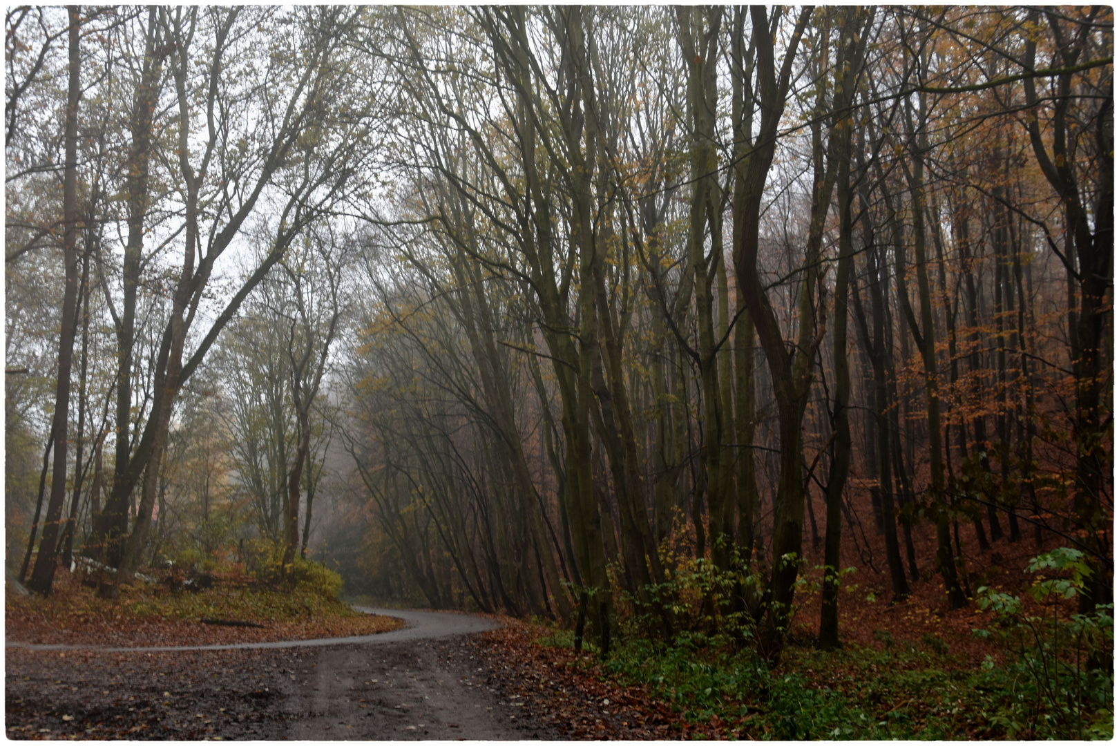 Waldspaziergang