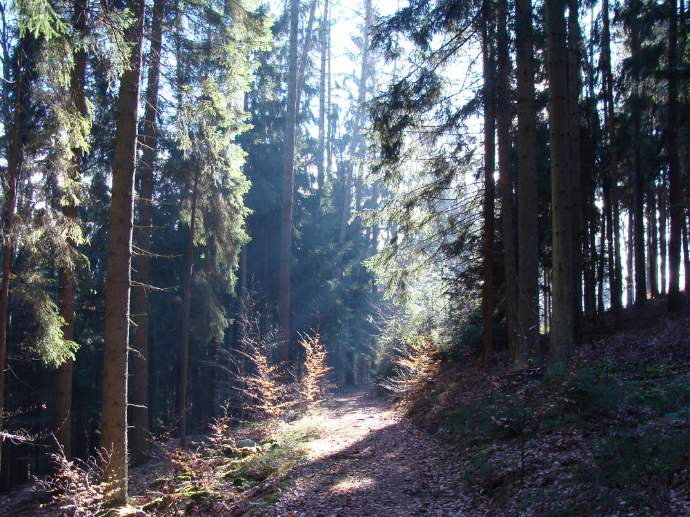 Waldspaziergang