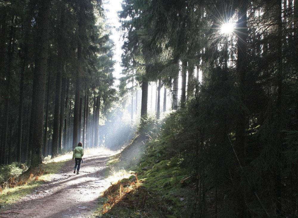 Waldspaziergang