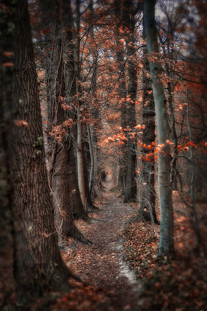 Waldspaziergang