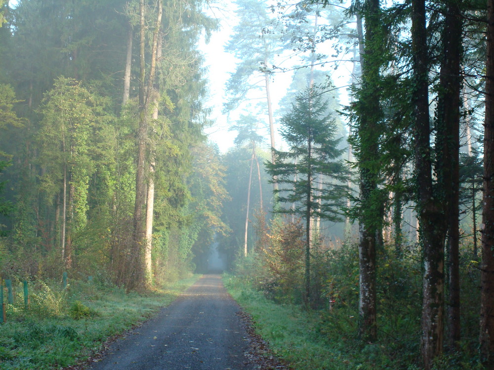 Waldspaziergang