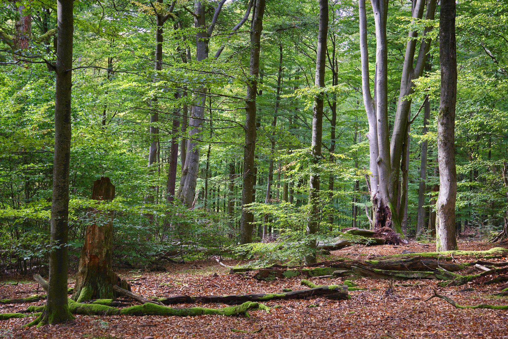 Waldspaziergang