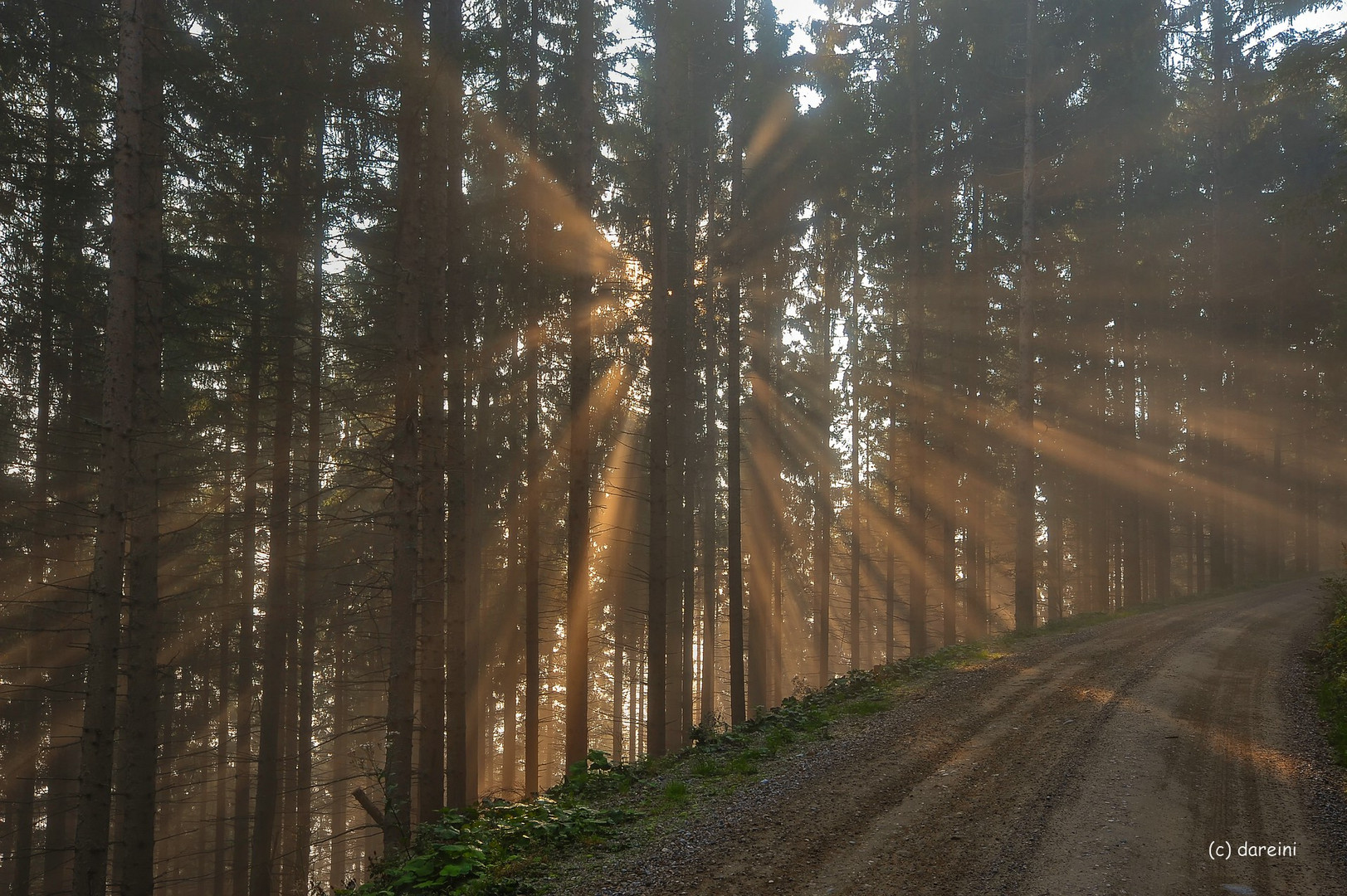 Waldspaziergang