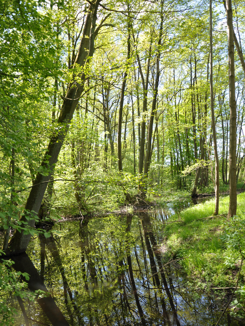 Waldspaziergang