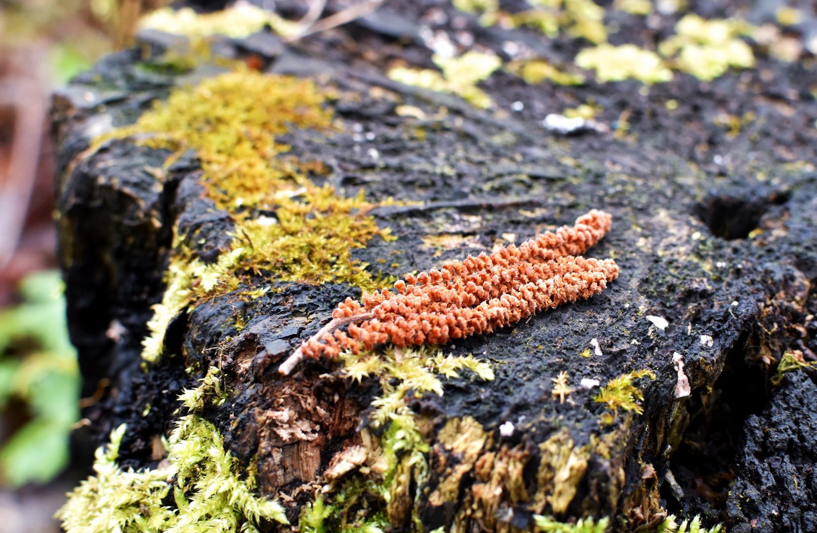 Waldspaziergang.