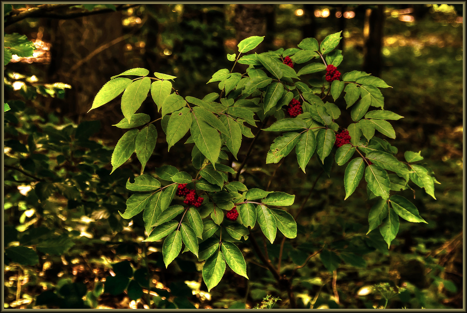 Waldspaziergang