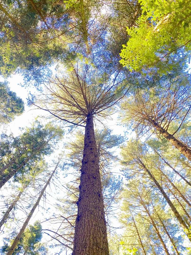 Waldspaziergang